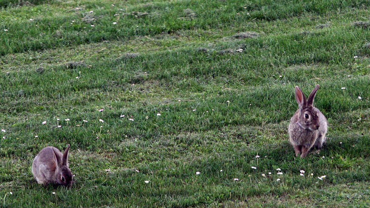 El conejo, en peligro de extinción como el lince ibérico