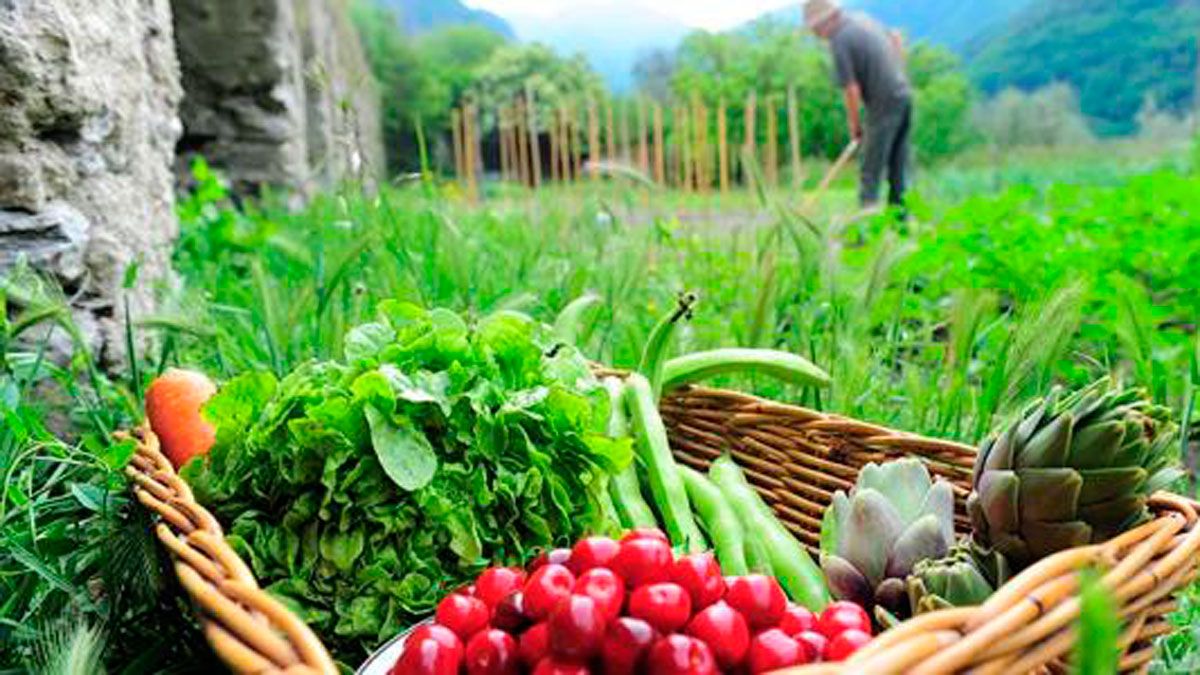 Cacabelos Habla En Clave De Producción Ecológica 5975