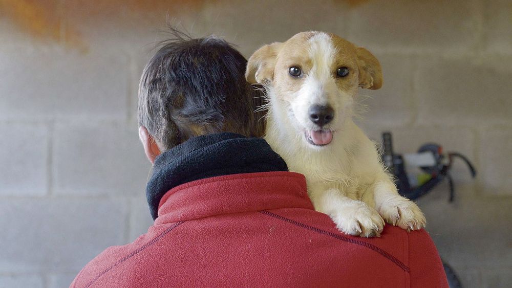 Plan para asegurar el cuidado de los animales abandonados en San Andrés