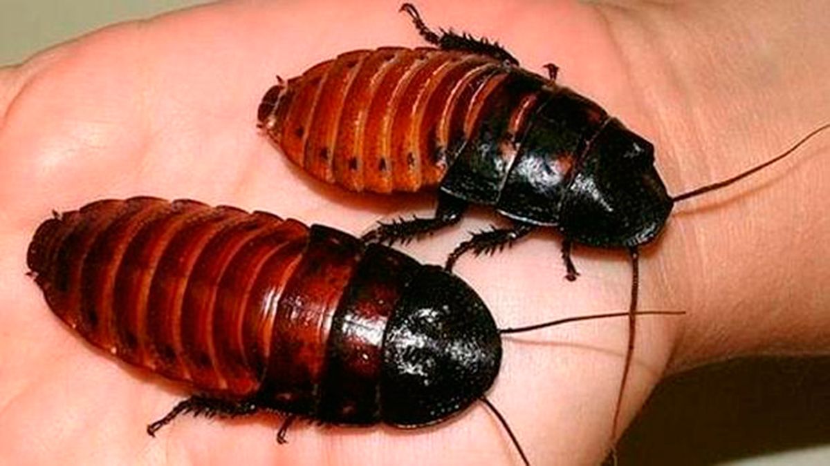 Las Cucarachas Más Resistentes Que Nunca A Los Insecticidas Cnc Noticias Colombia
