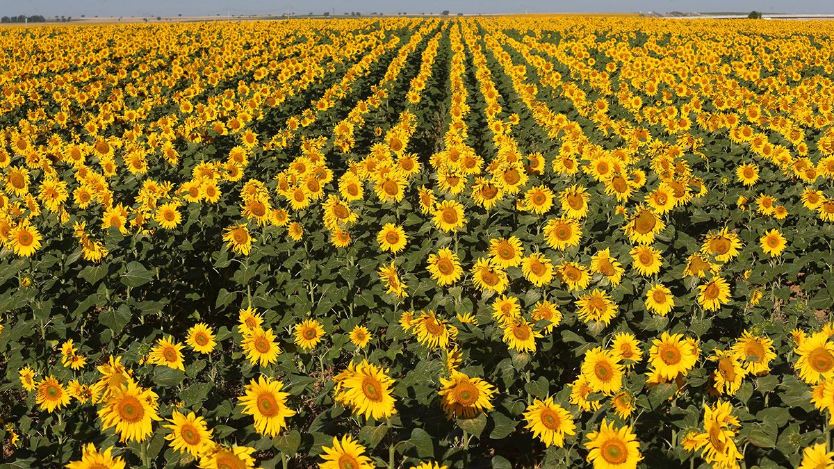 Crece más de un 33% la superficie de girasol de regadío