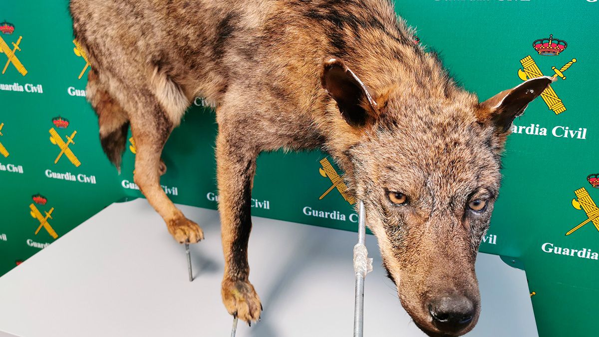 Investigan a un leonés por delitos de caza sobre el lobo