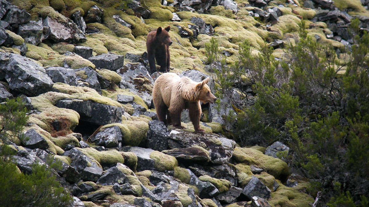 Oso pardo para La Cabrera