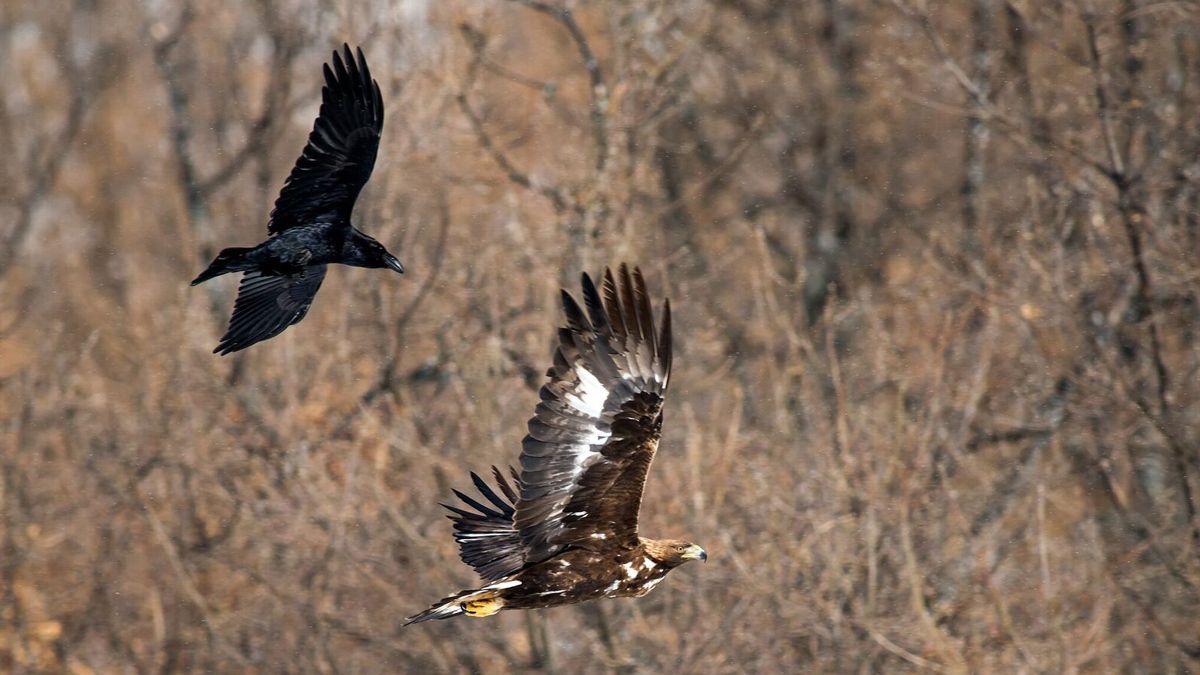 Las aves más inteligentes