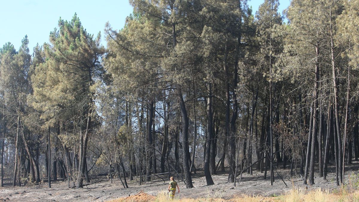 Continúan trabajando para dar por extinguido el incendio, del que se desconoce, por el momento, el origen. | CÉSAR SÁNCHEZ (ICAL)