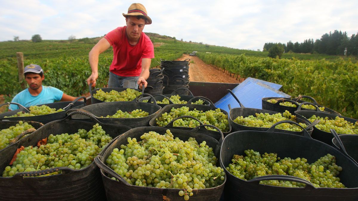 Recogida de uva en el Bierzo. | C. Sánchez (Ical)