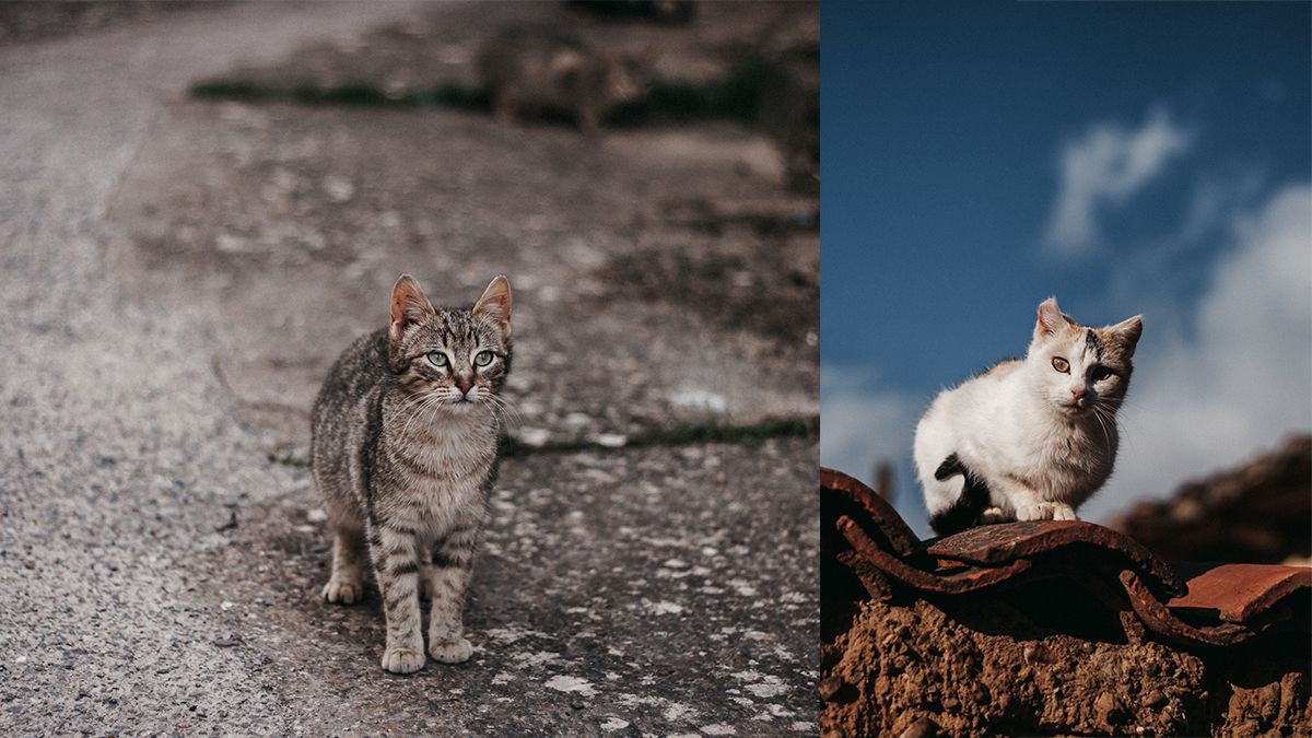 son leones perros o gatos