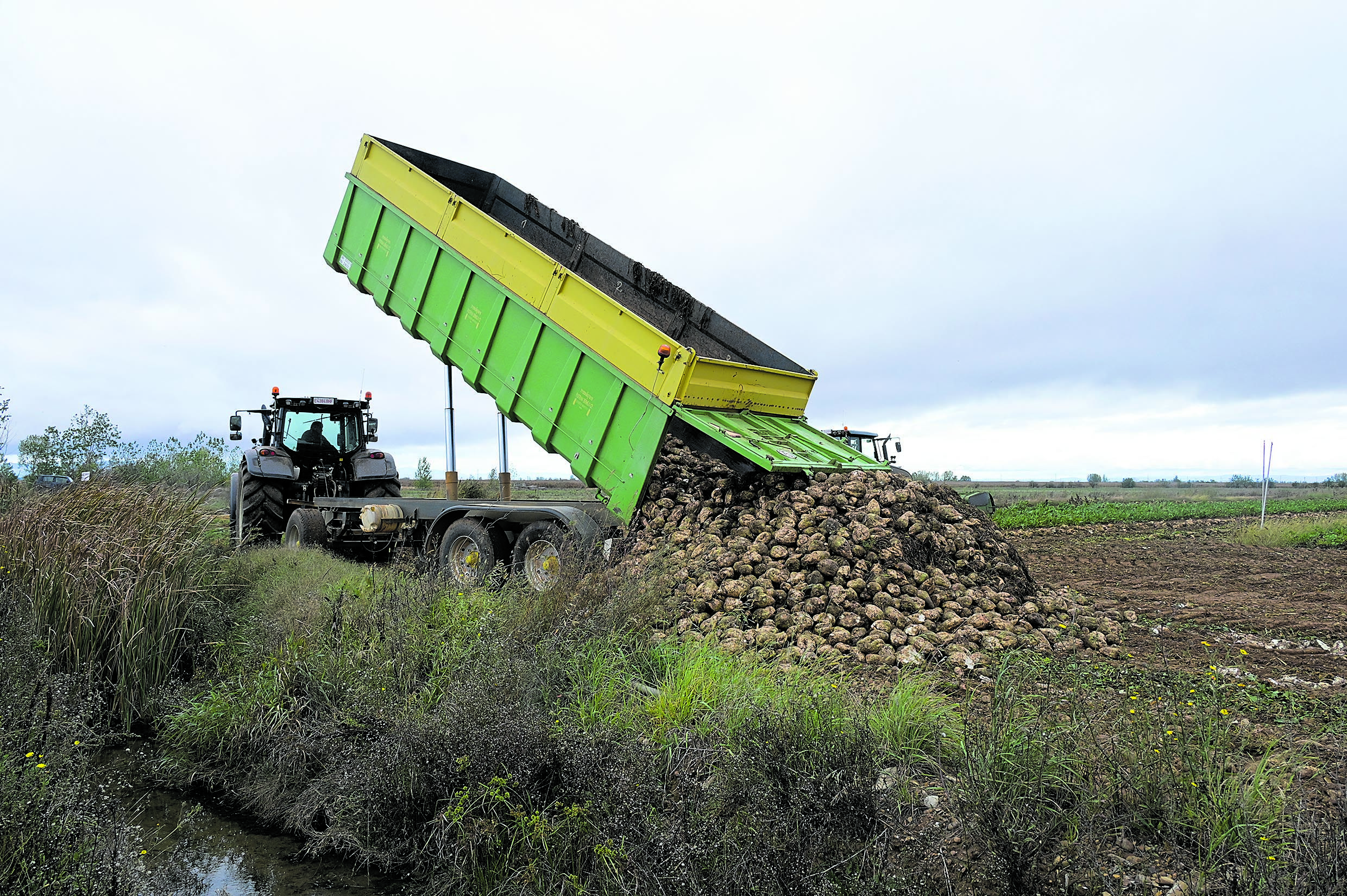 Amontonamiento de la remolacha arrancada a la espera de ser llevada a fábrica. | MAURICIO PEÑA