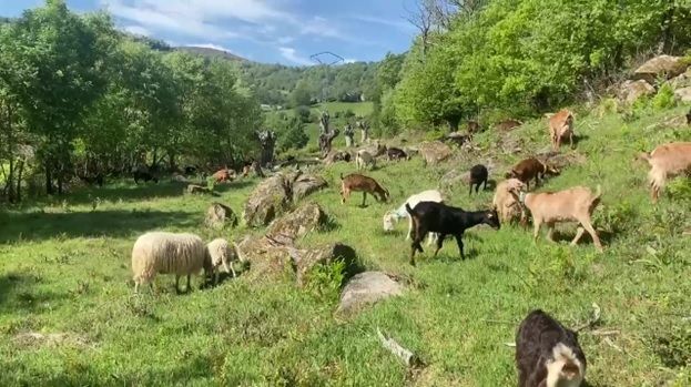 Ovejas y cabras en Babia en una imaen de archivo. | L.N.C.