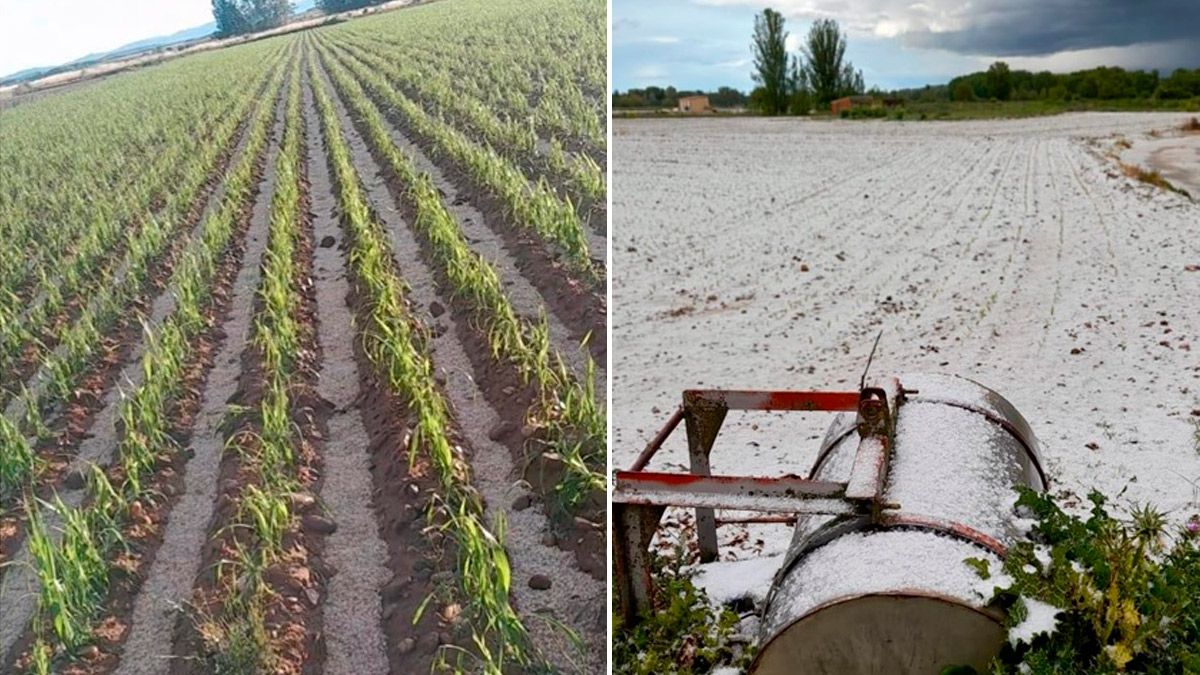 Daños provocados por el granizo en algunos cultivos de maíz en Viloria de Órbigo y Cimanes de la Vega. | L.N.C.