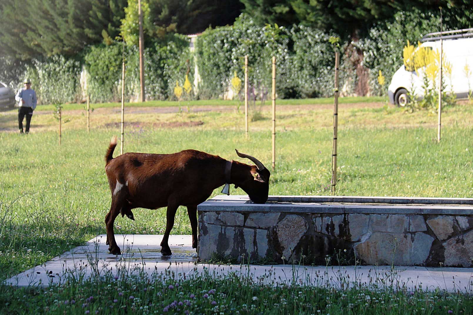 La fuente estaba vallada y el abrevadero no podía ser utilizado por sus ‘dueños’, aunque esta cabra encontró  la forma de ejercer sus derechos. | F. GARCÍA