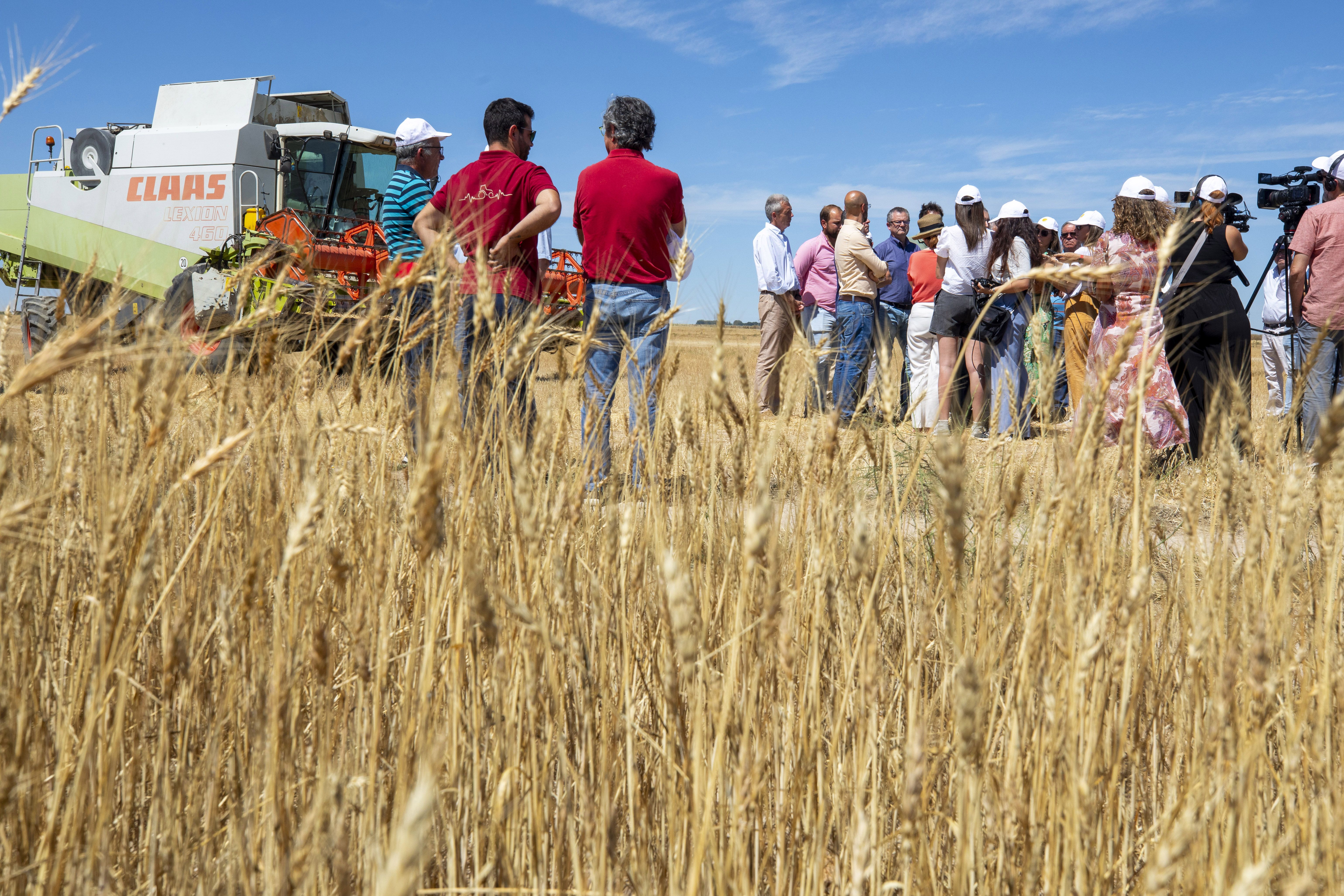 El consejero de Agricultura, Ganadería y Desarrollo Rural, Gerardo Dueñas, presenta la previsión de los datos de la cosecha de cereal de invierno. | RMESTUDIOS