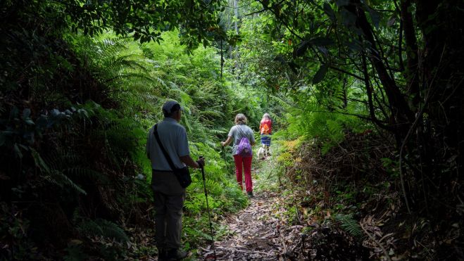 Subiendo entre el bosque. | VICENTE GARCÍA