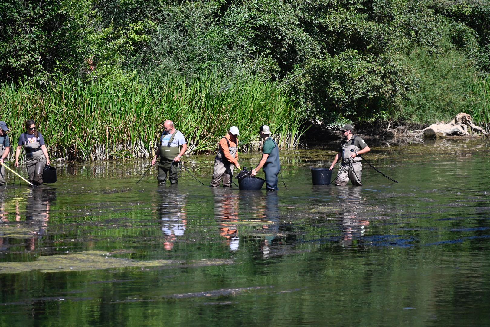 Los agentes medioambientales de la Junta se encargaron de trasladar aguas arriba los peces del tramo del río entre los puentes de San Marcos y Los Leones. | SAÚL ARÉN