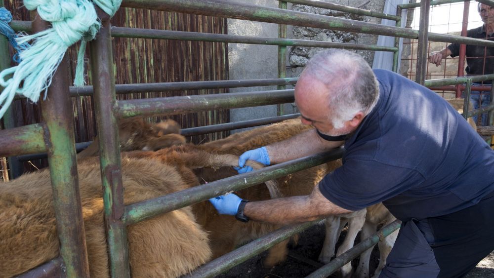 Un veterinario inyectando un medicamento a una vaca afectada por la EHE. | ICAL