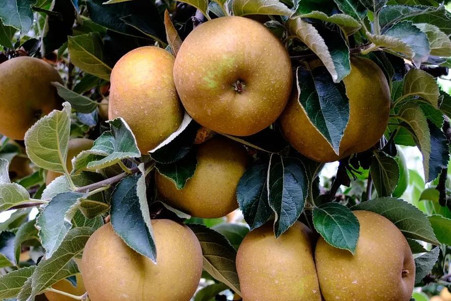 La experiencia piloto ha arrancado en las frutas de la DO Bierzo.