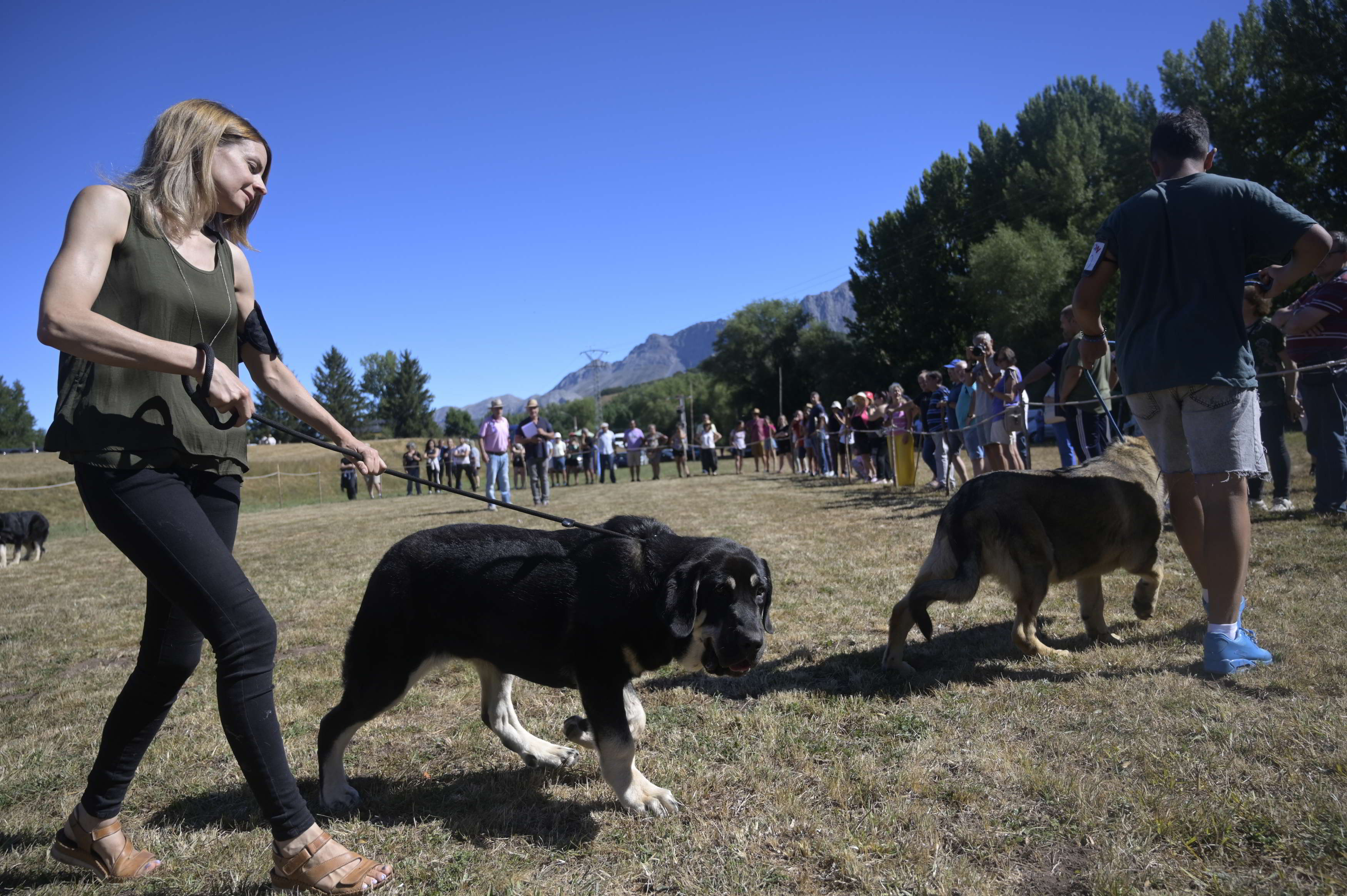 Hablar de mastines en Babia es hacerlo de la tradición ganadera. | L.N.C.