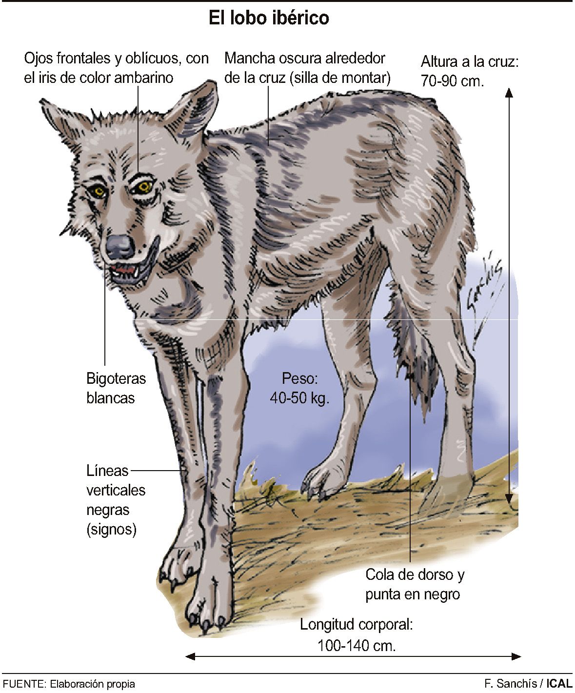 Infografía de un lobo.