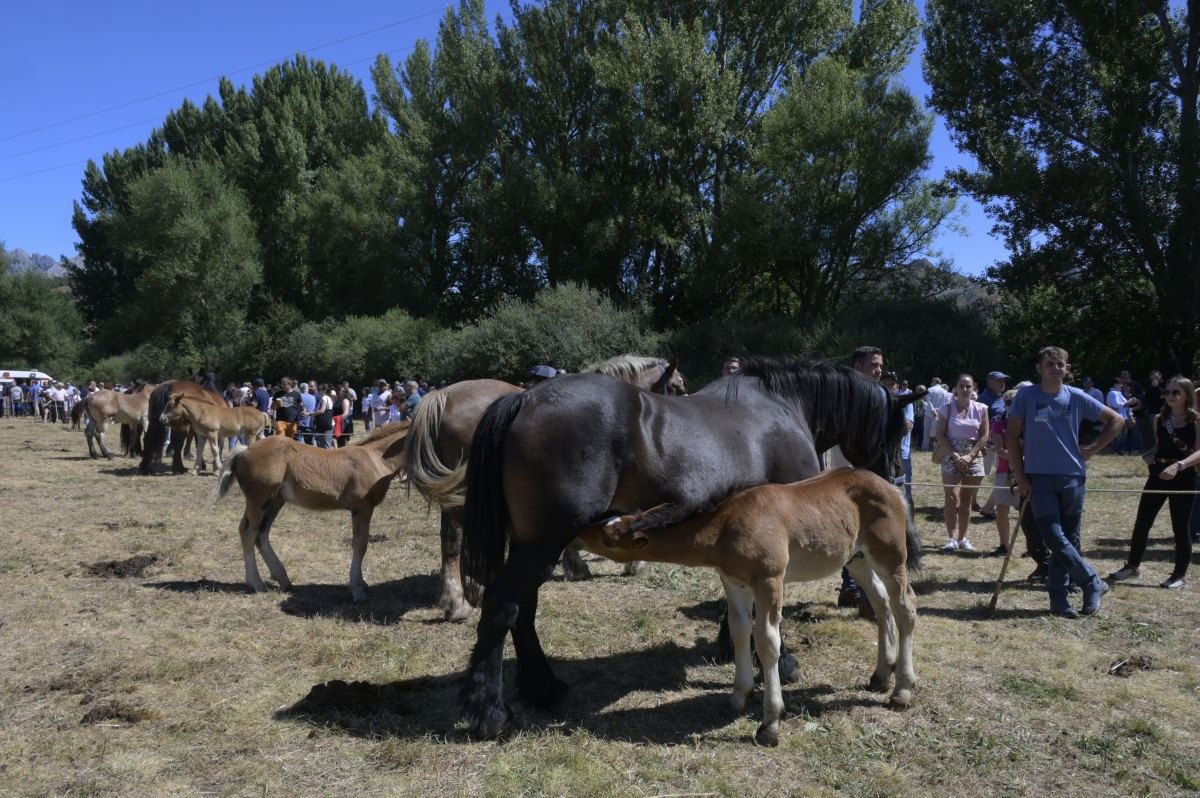 Feria del caballo Hispano Breton de San Emiliano 07