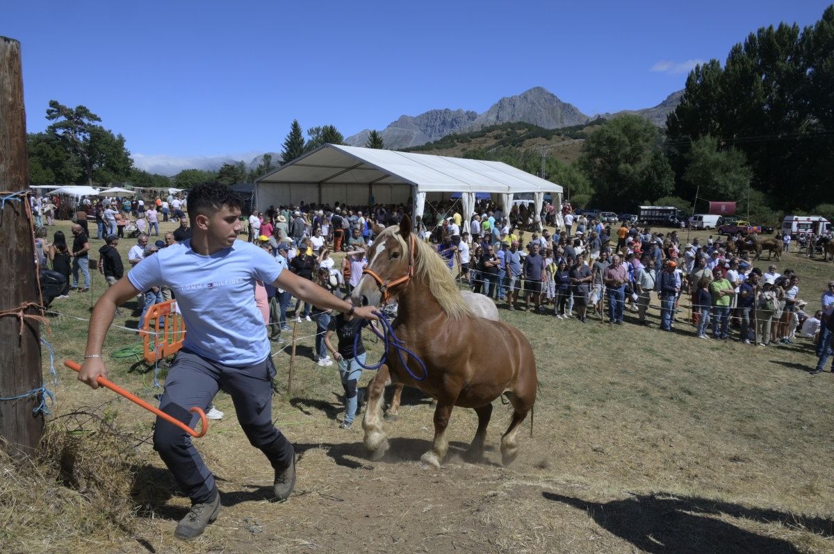 Feria del caballo Hispano Breton de San Emiliano 10