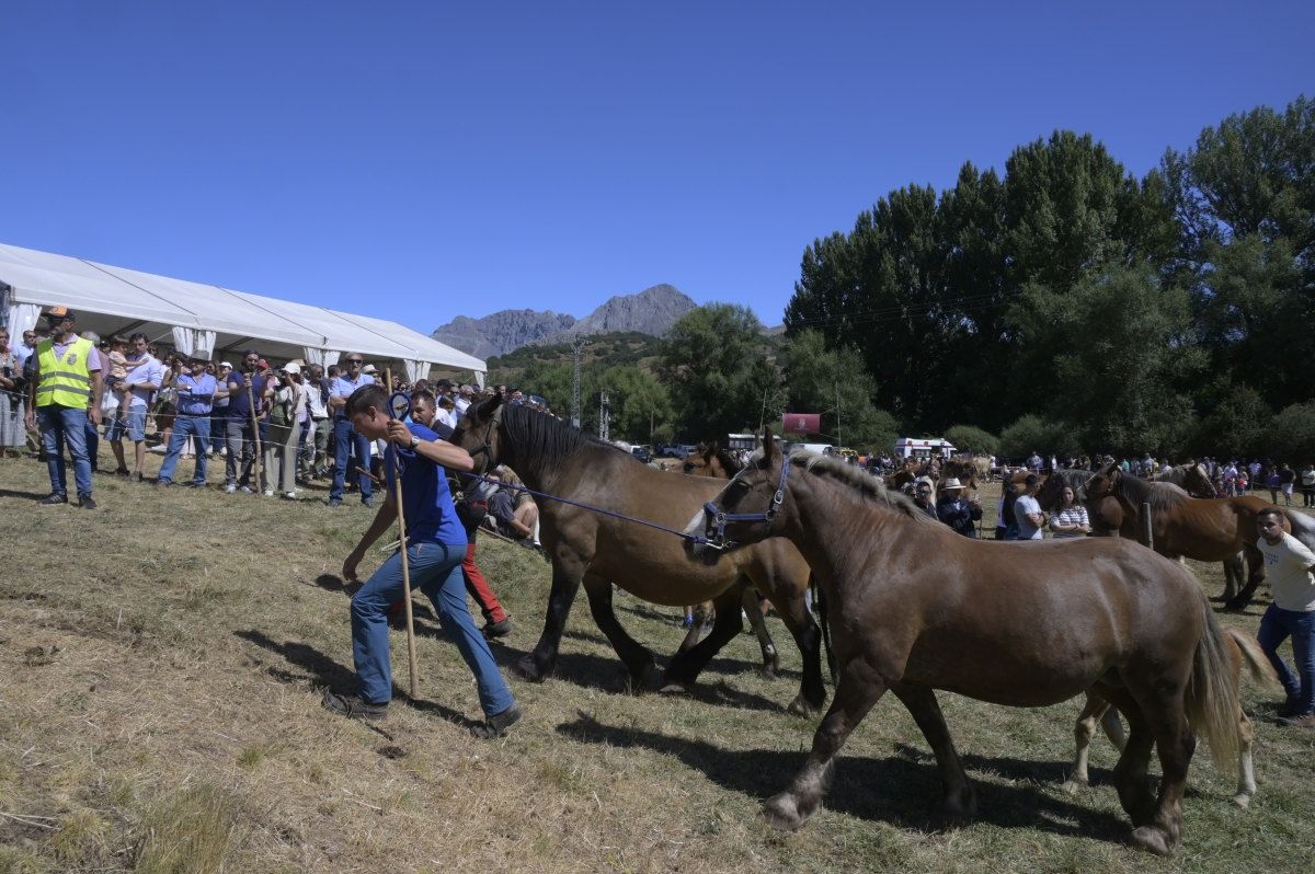 Feria del caballo Hispano Breton de San Emiliano 11