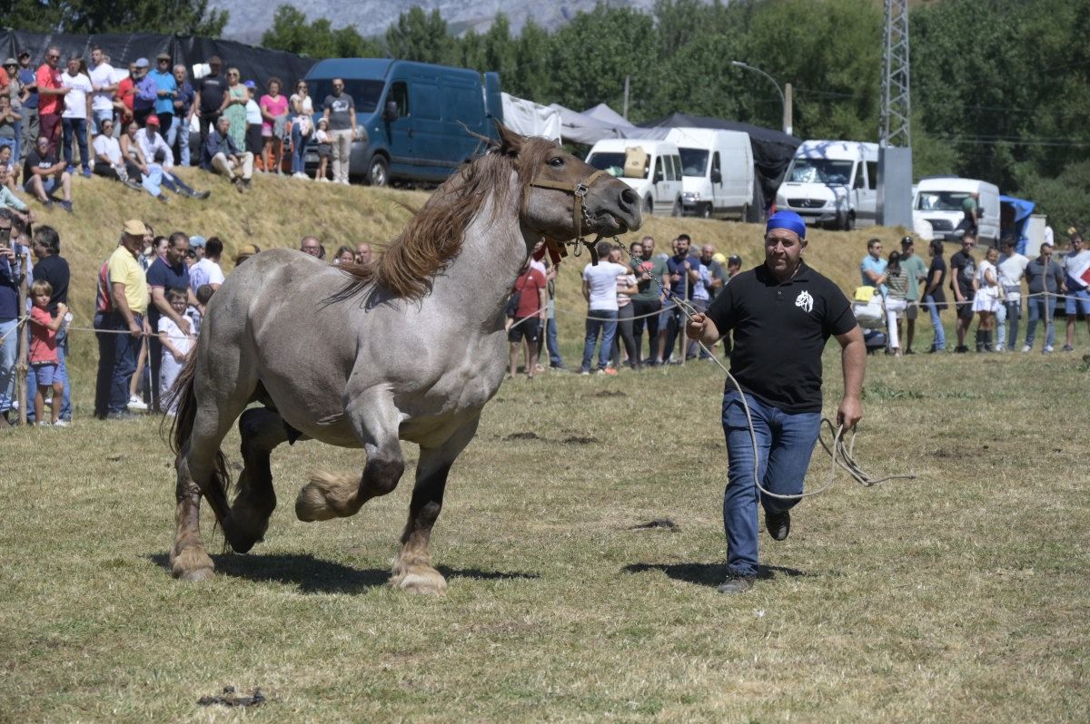 Feria del caballo Hispano Breton de San Emiliano 14