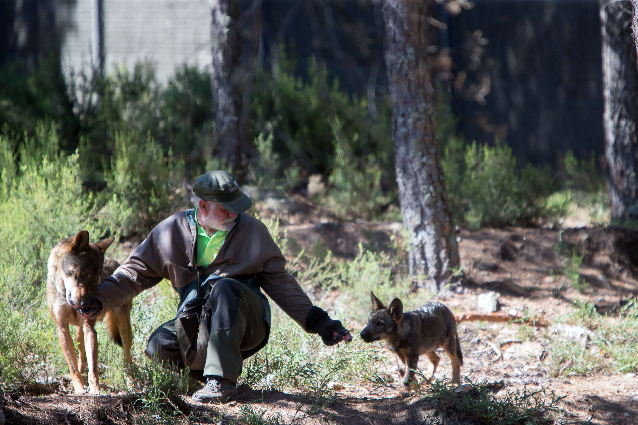 Ejemplares de lobo en el Centro del Lobo Ibérico de Castilla y León. ICAL