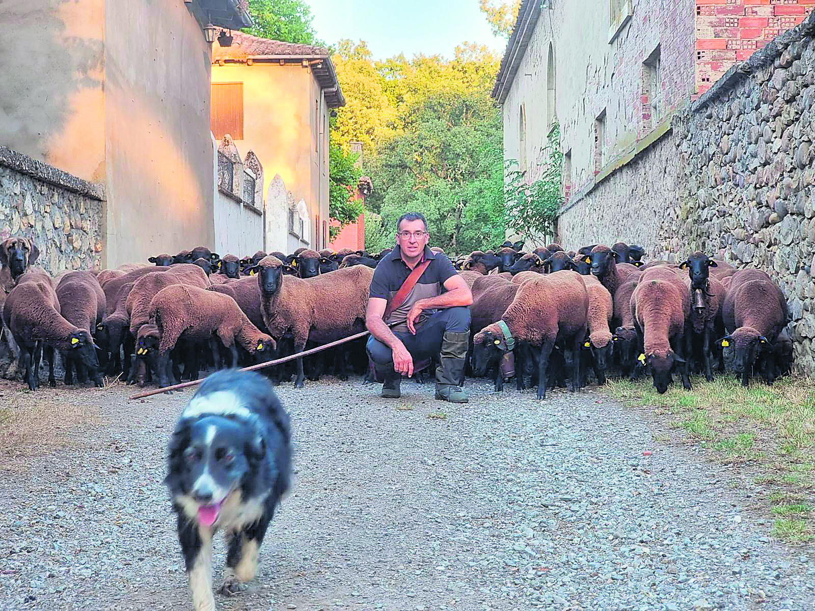 Álvaro Álvarez Redondo con uno de sus perros y al frente del rebaño de merinas negras en la corta trasterminancia que está realizando. | MANUEL R. PASCUAL