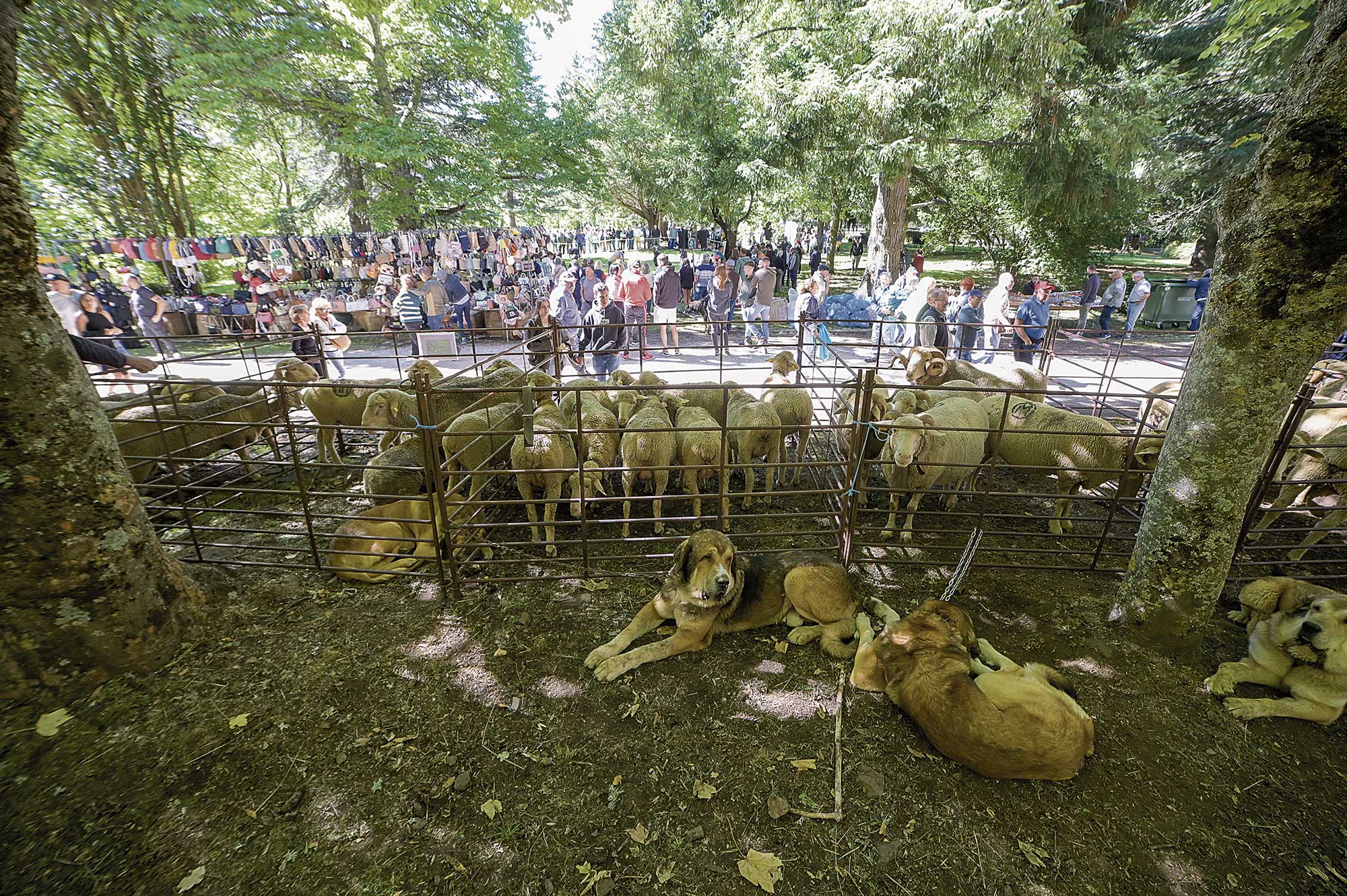 Todo lo relacionado con los rebaños, mastines o el mundo del pastoreo estaba de fiesta en Los Barrios de Luna y congregó mucha gente. | MAURICIO PEÑA