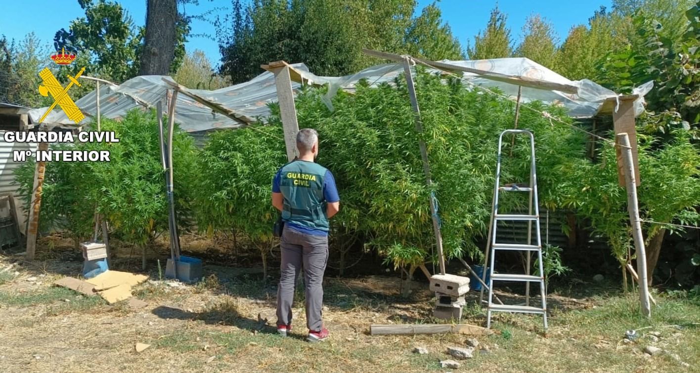 Plantas retiradas por la Guardia Civil. | GUARDIA CIVIL