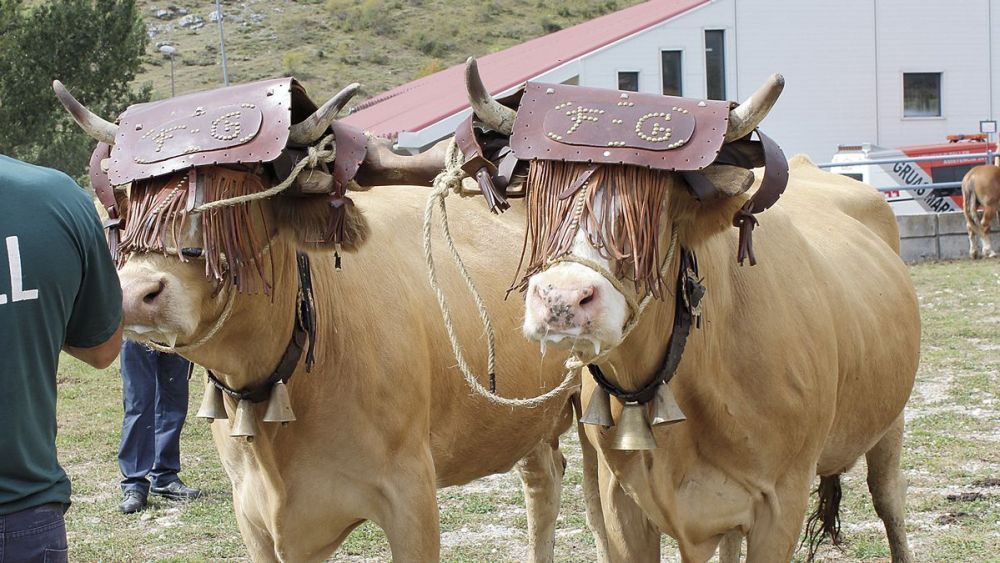 La feria muestra ejemplares criado en las montañas de la zona. | HURTADO