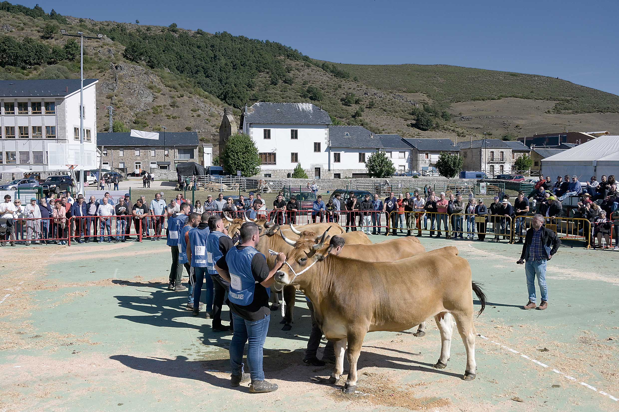 La raza Asturiana de los Valles es la gran protagonista de la feria. | MAURICIO PEÑA