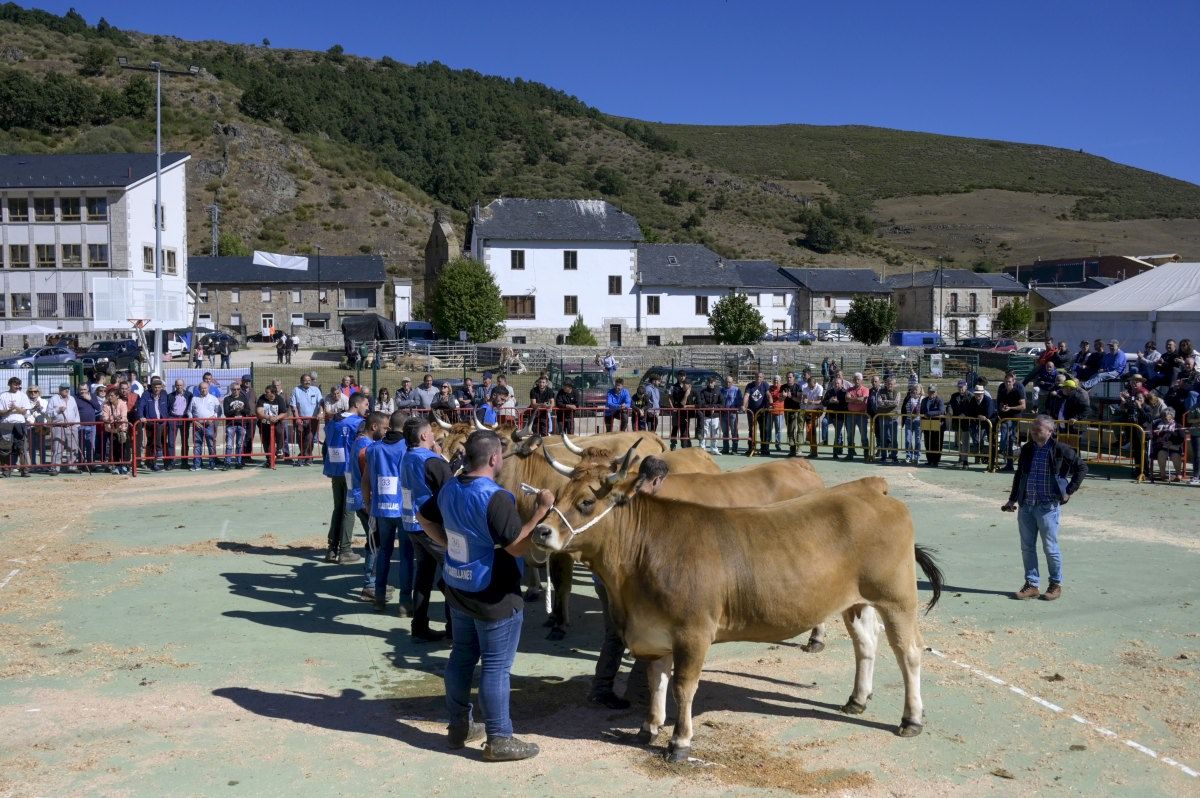 Asturiana de los Valles en Cabrillanes 12