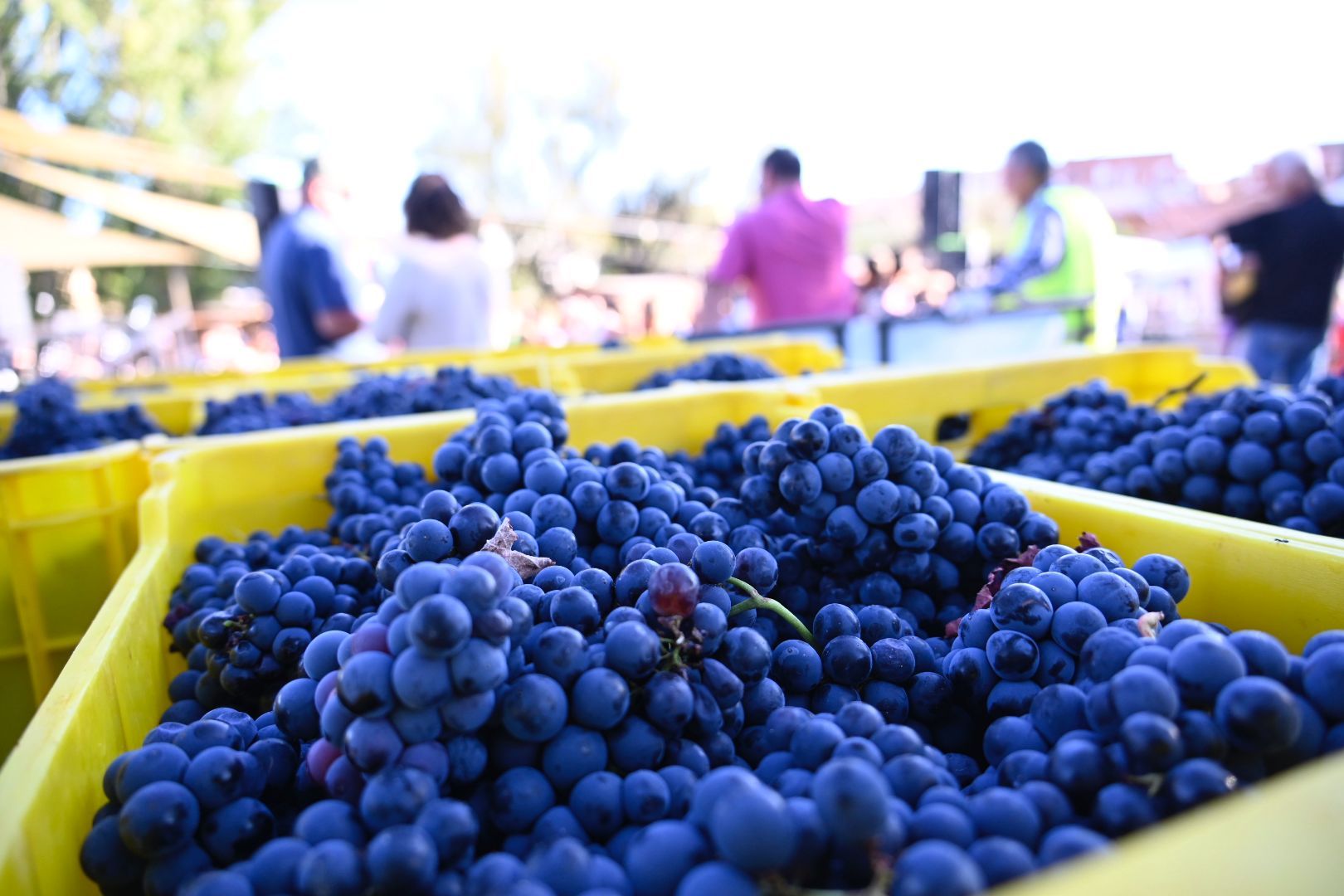  Feria de la Vendimia en Valdevimbre. 