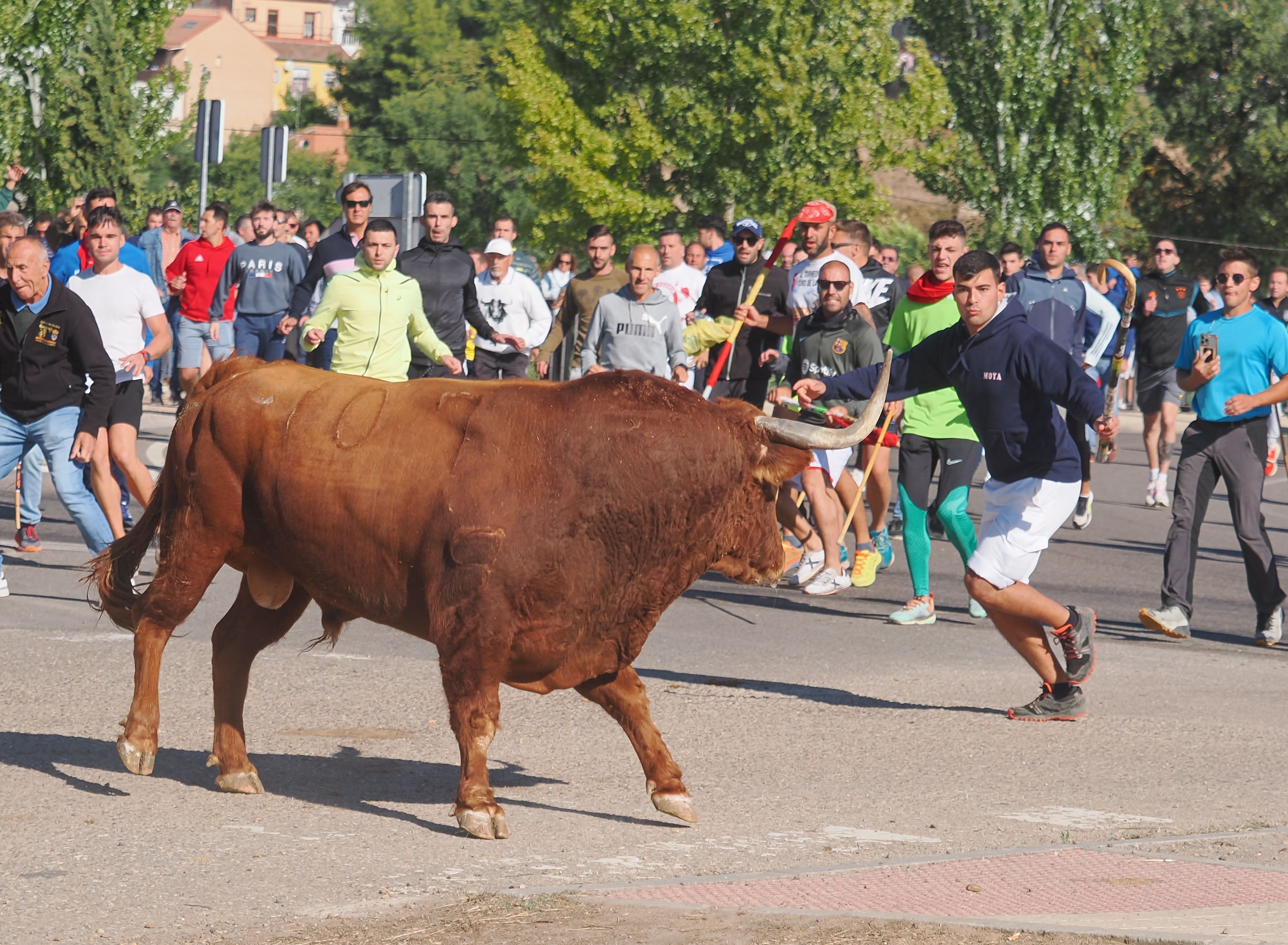 toro de la vega 2024 08