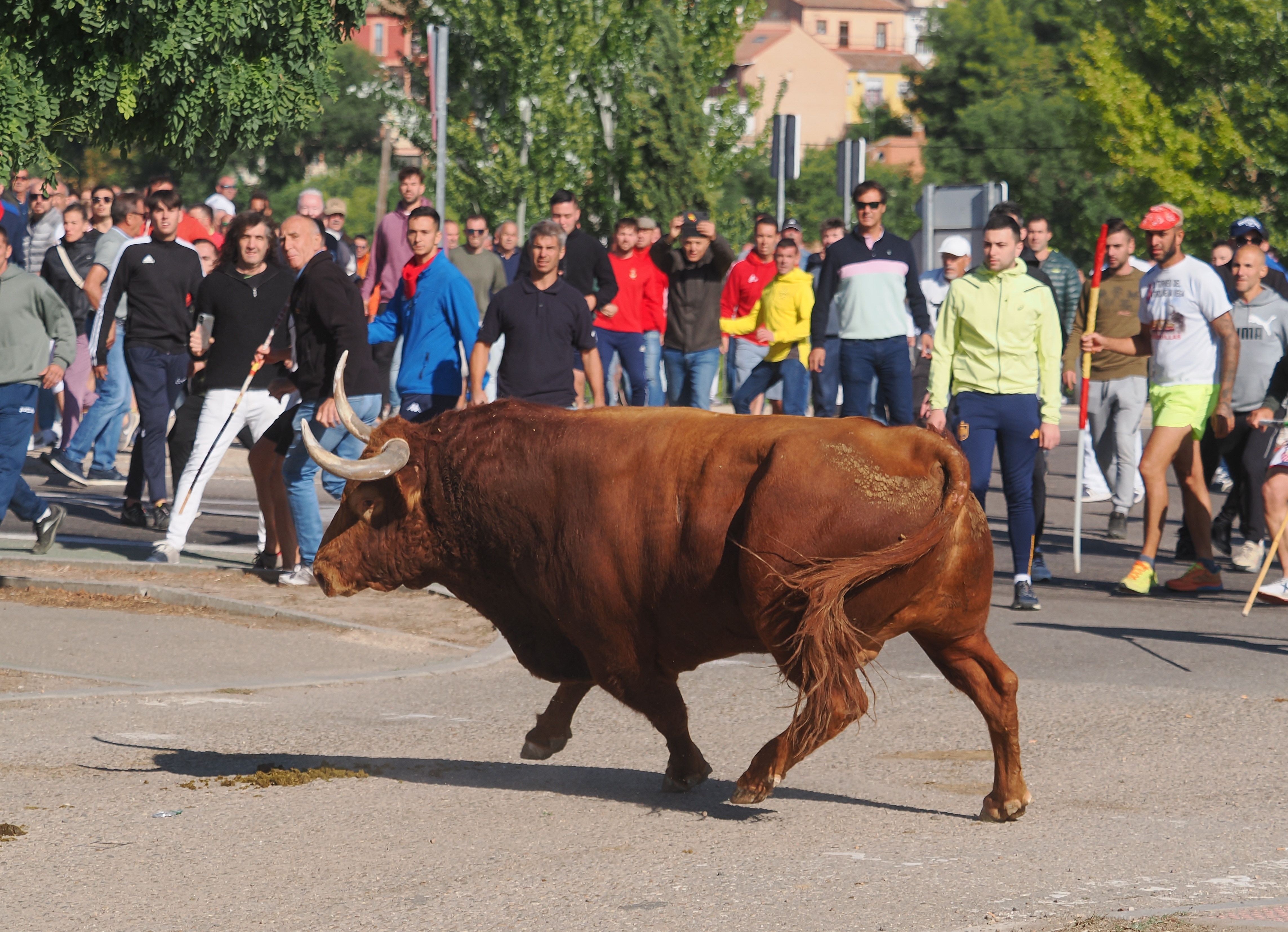 toro de la vega 2024 07