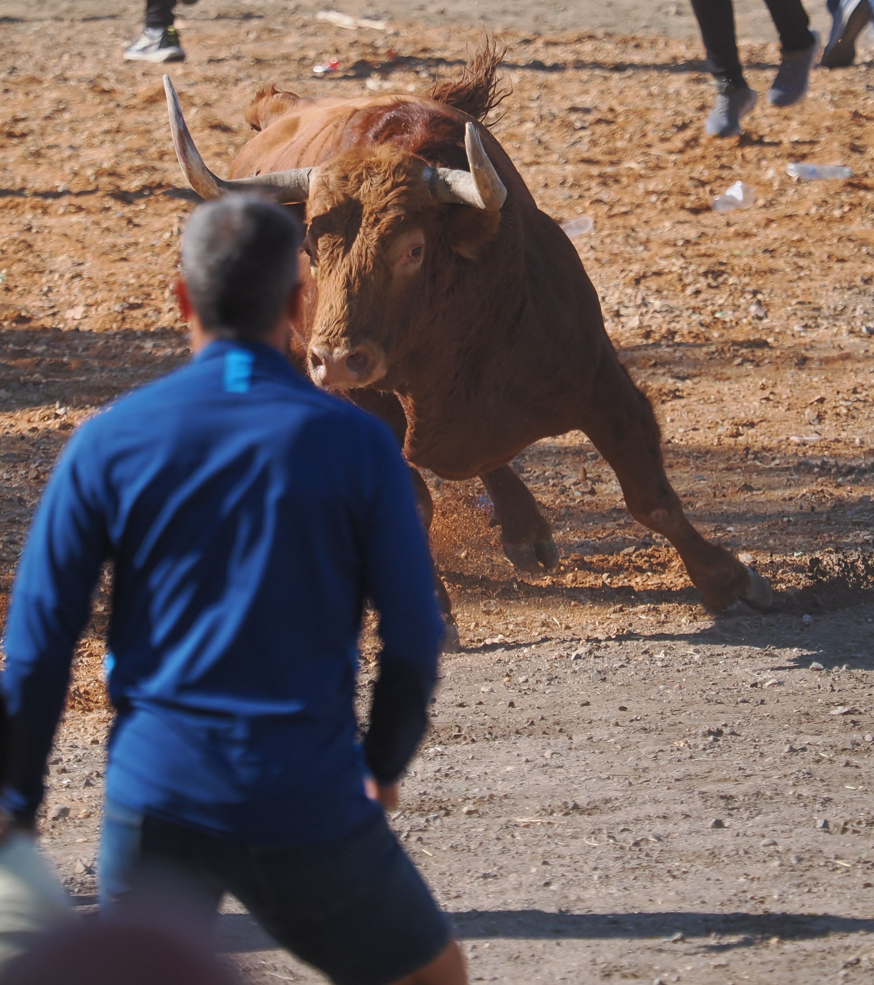 toro de la vega 2024 06