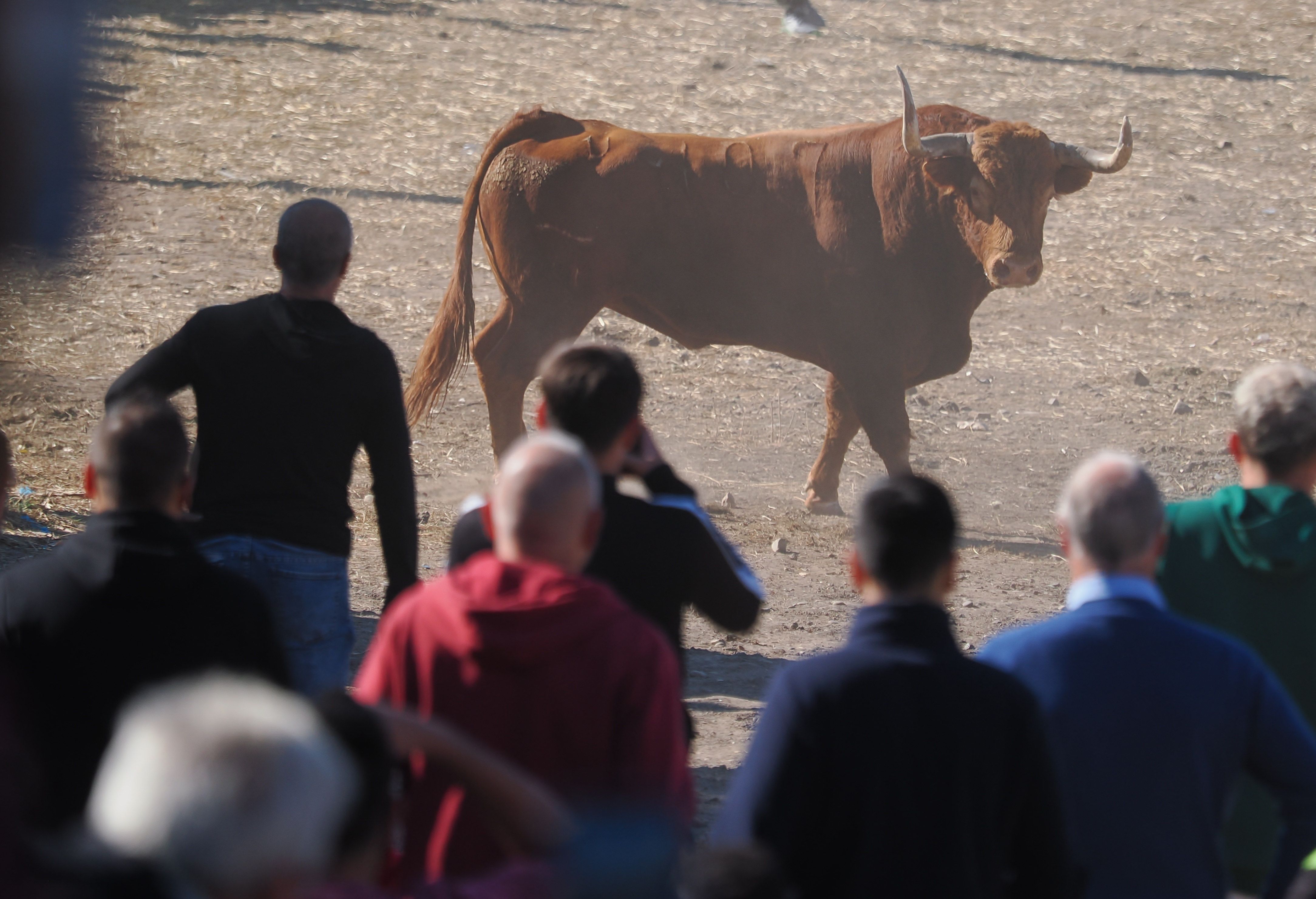 toro de la vega 2024 04