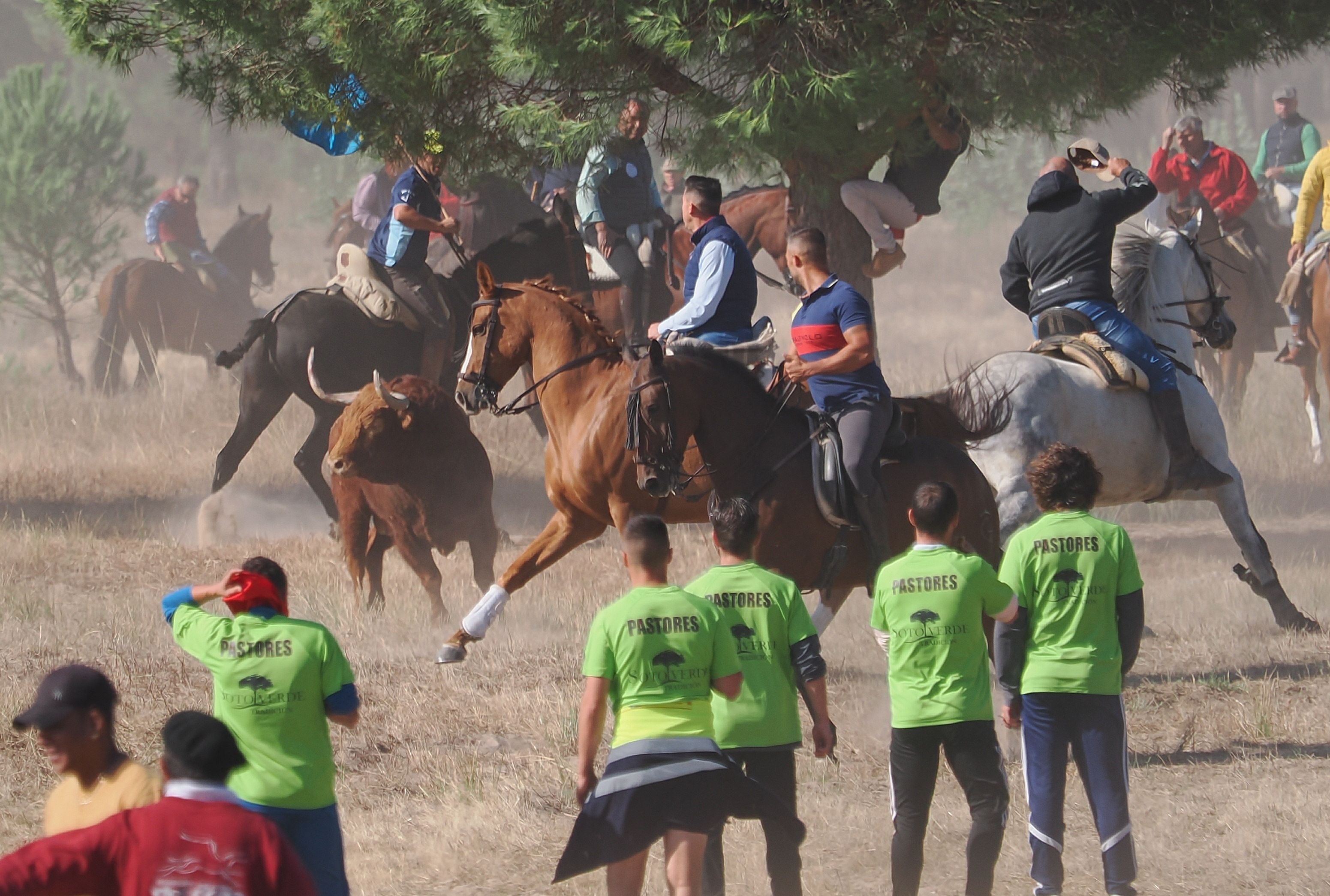 toro de la vega 2024 03