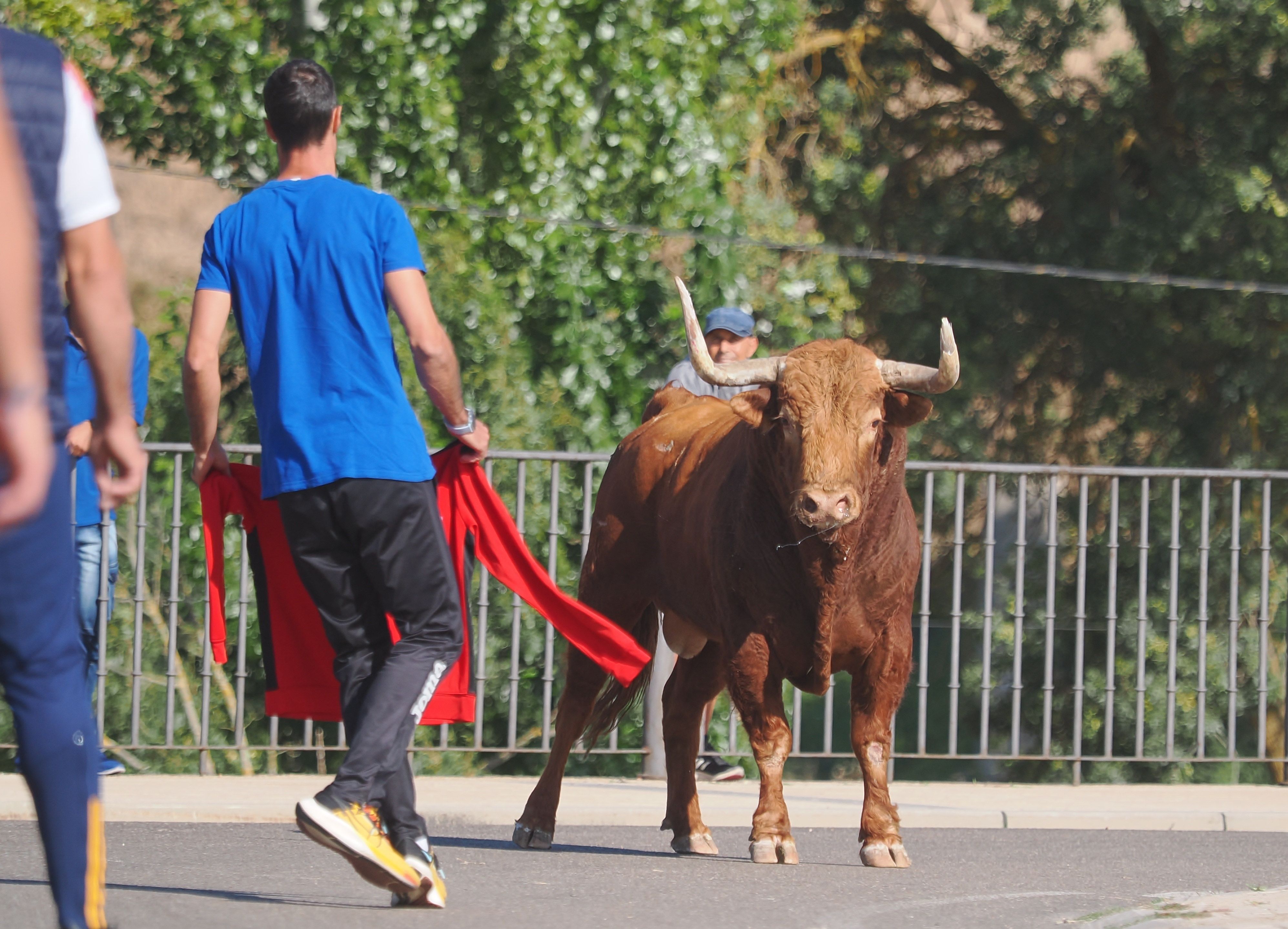 toro de la vega 2024 02