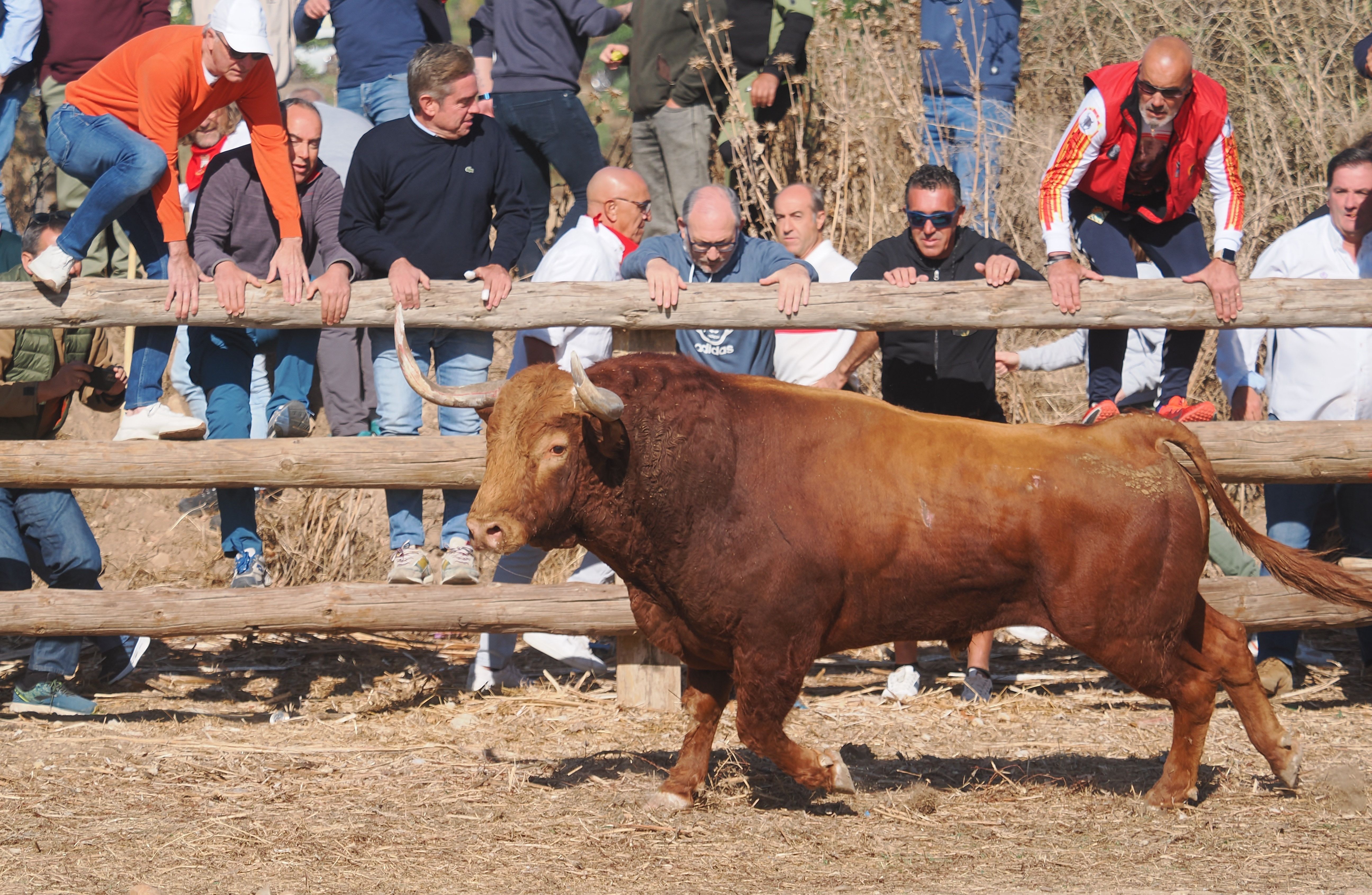 toro de la vega 2024 01