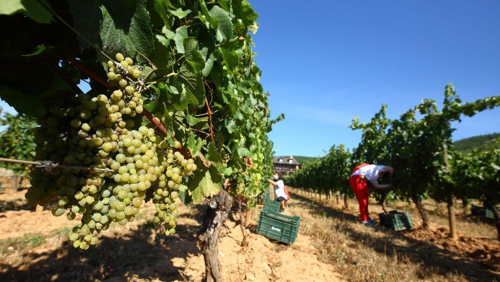 Cacabelos muestra todo su apoyo al Consejo Regulador de la DO Bierzo.