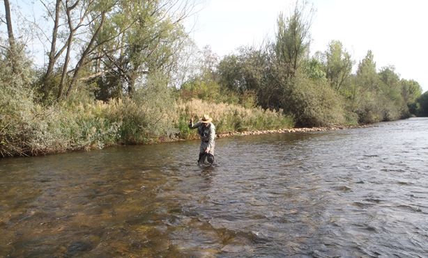 Un pescador en el río Porma pescando una trucha. RPN