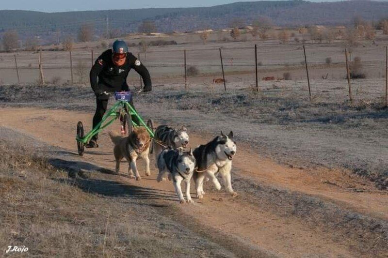 Momento de la competición de mushing | LNC