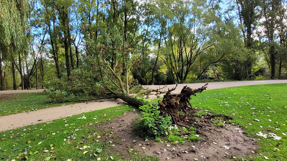 El viento ha arrancado un árbol en el acceso principal de La Candamia. |FIDEL TOMÉ