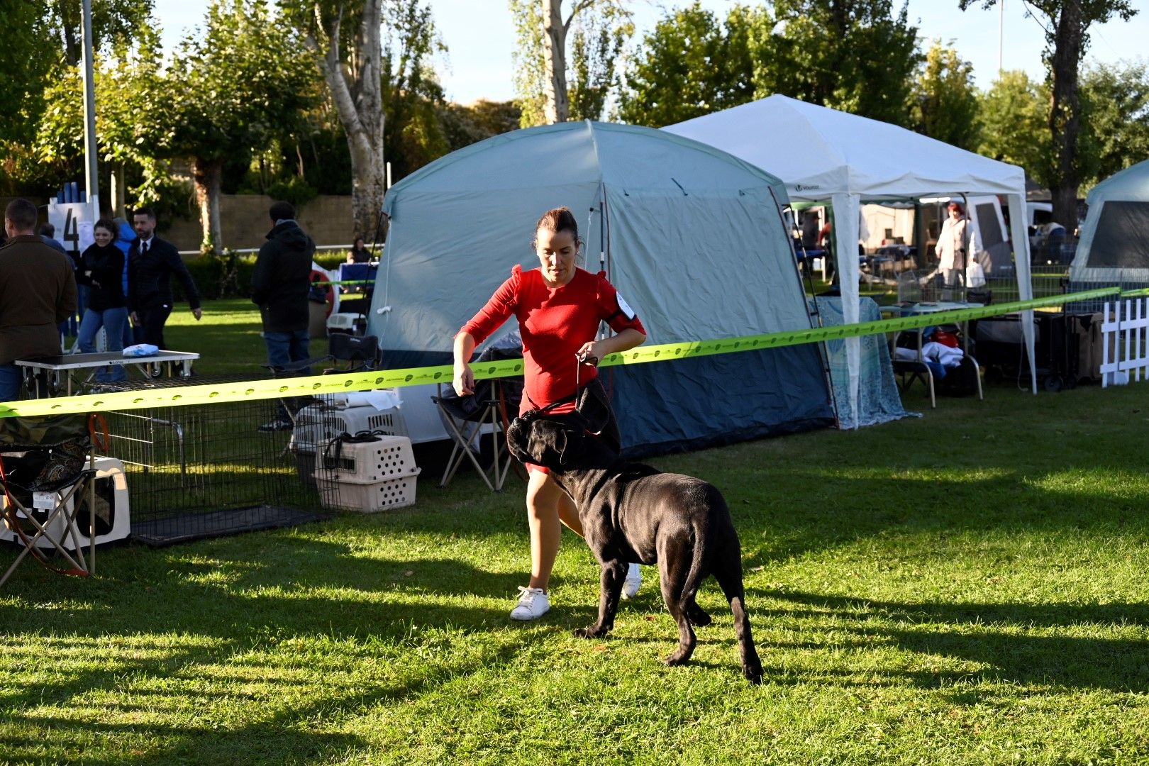 Exposición Internacional Canina 2024 3