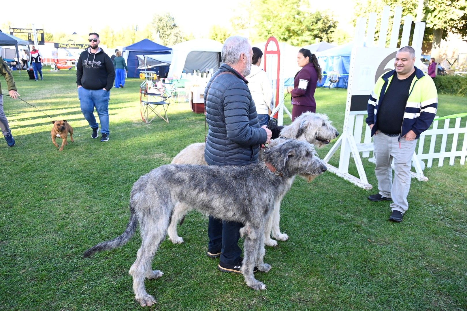 Exposición Internacional Canina 2024 6