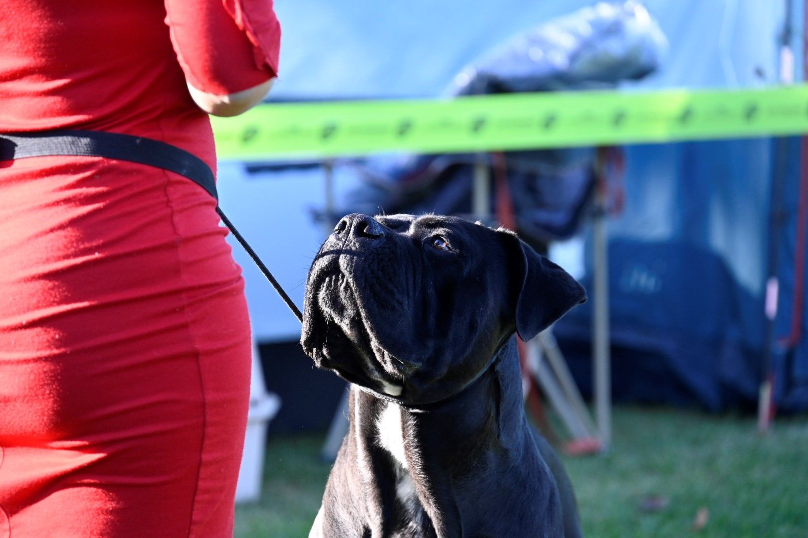 Exposición Internacional Canina 2024 7