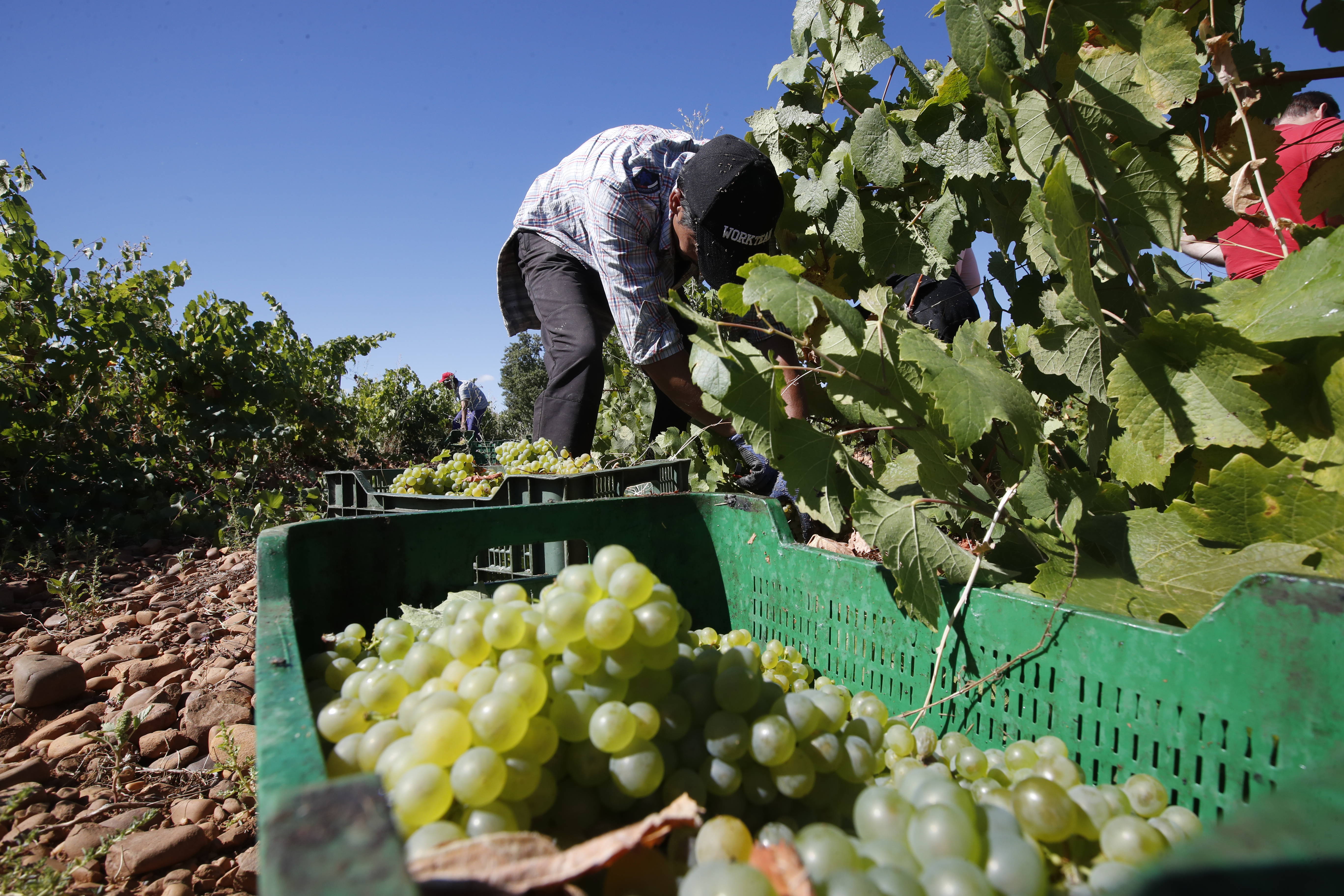 Vendimia en un viñedo de la variedad Albarín de la DO León. | L.N.C.