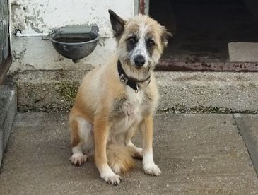 Este viernes se celebra el Día Mundial de los Animales.